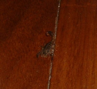 Scorpion